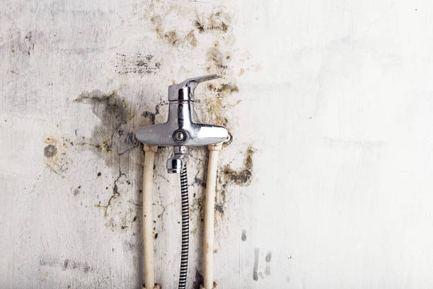 Best Basement Mold Remediation in Reading, MI