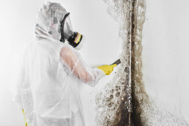 Best Industrial Mold Remediation in Reading, MI