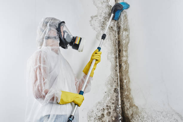 Best Commercial Mold Remediation in Reading, MI