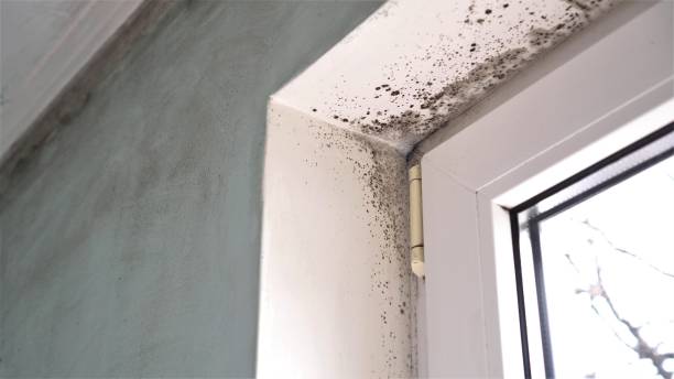 Best DIY Mold Remediation Support Services in Reading, MI