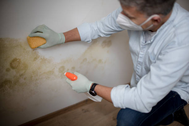 Best Emergency Mold Remediation in Reading, MI