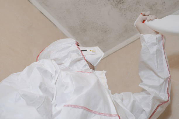 Best Residential Mold Remediation in Reading, MI