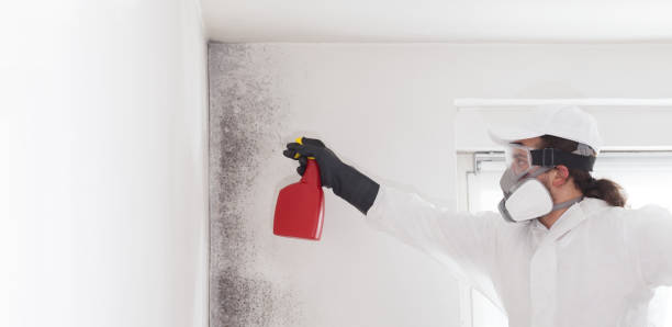 Professional Mold Remediation in Reading, MI