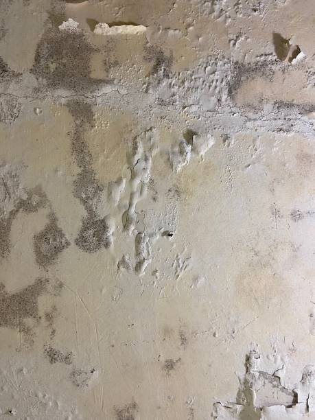 Best White Mold Remediation in Reading, MI