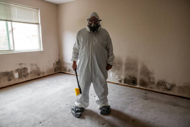 Best Black Mold Remediation in Reading, MI